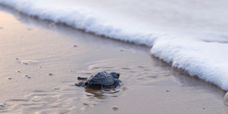 Olive Turtle Arrives (1)